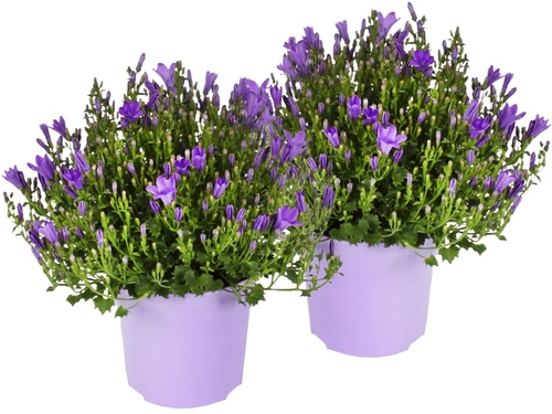 Campanula Addenda Ambella Purple: paarse magneet