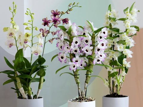 Dendrobium: Woonplant van de maand maart 2020