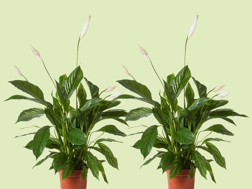 Lepelplant, stijlvol groen met een rustige uitstraling
