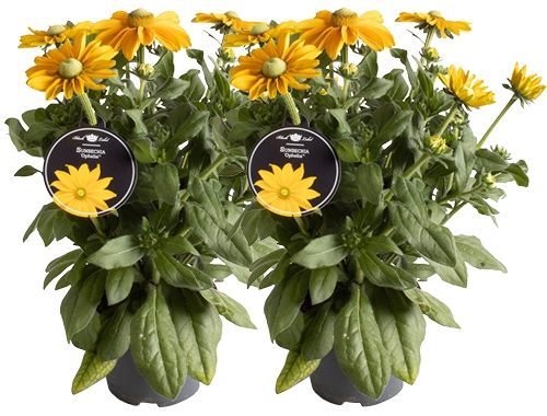 Rudbeckia 'Sunbeckia' Ophelia: tuinzonnetjes