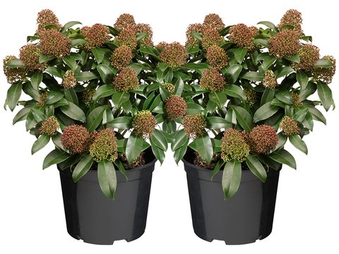 Skimmia japonica 'Rubella': wintergroene schoonheid