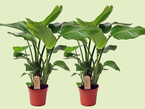 Strelitzia: een tropisch kunstwerk