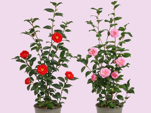 Voorjaarskriebels? Ga voor de Japanse roos!