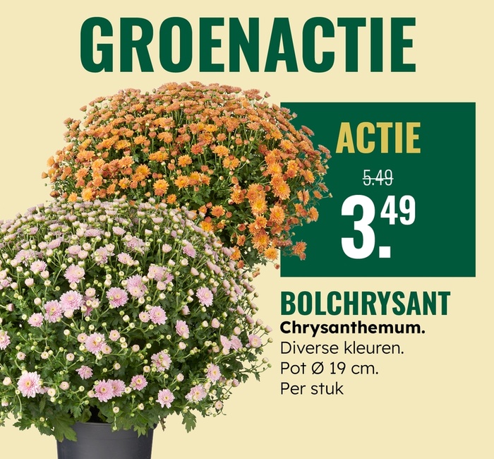 Groenactie: Bolchrysant